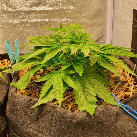 Night Prince #1 growlog timeline photo