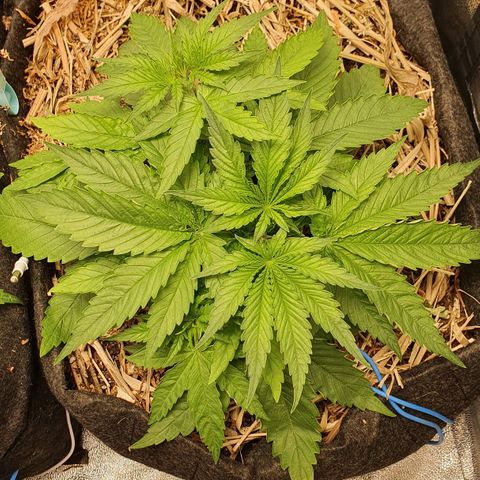 Night Prince #1 growlog timeline photo