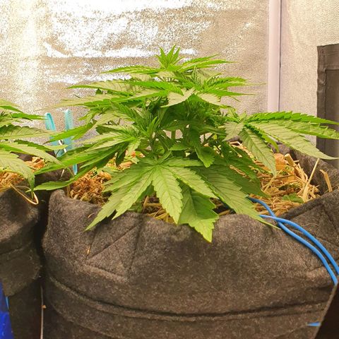 Night Prince #1 growlog timeline photo
