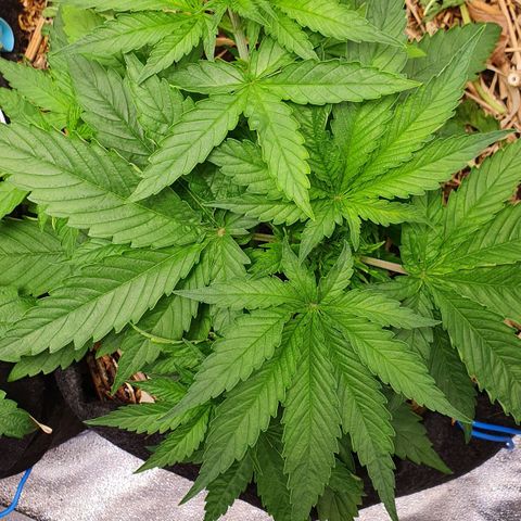 Night Prince #1 growlog timeline photo