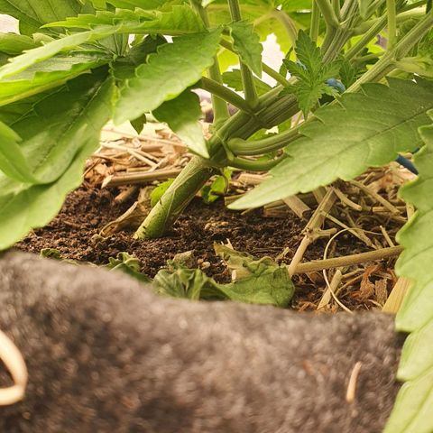 Night Prince #1 growlog timeline photo