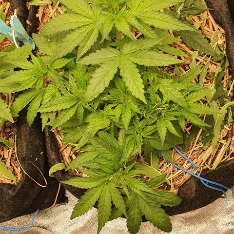 Night Prince #1 growlog timeline photo
