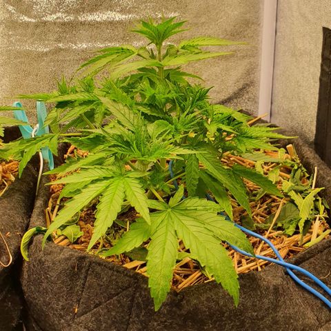 Night Prince #1 growlog timeline photo