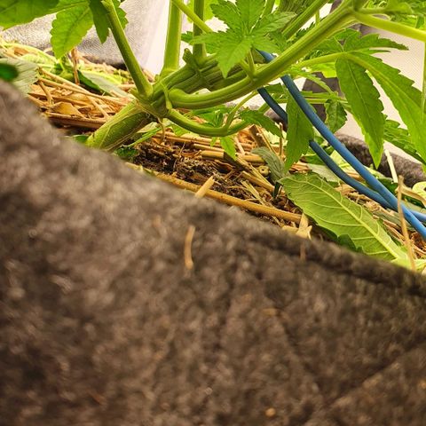 Night Prince #1 growlog timeline photo