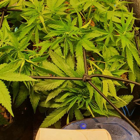 Night Prince #1 growlog timeline photo