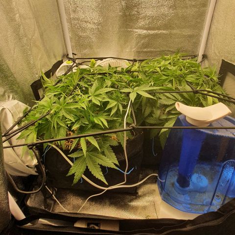 Night Prince #1 growlog timeline photo