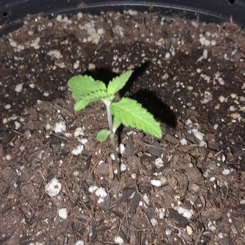 Cindy growlog timeline photo