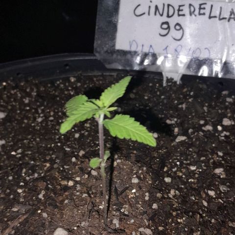 Cindy growlog timeline photo