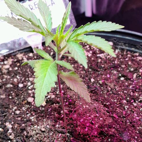 Cindy growlog timeline photo