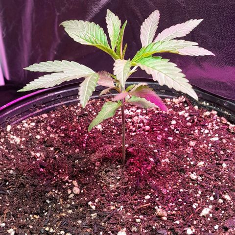 Cindy growlog timeline photo