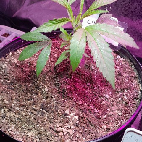 Cindy growlog timeline photo