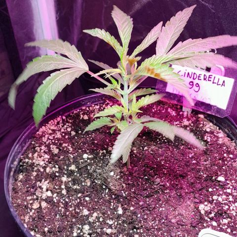 Cindy growlog timeline photo