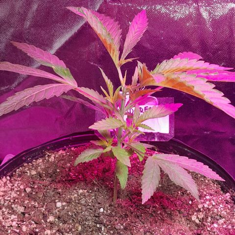 Cindy growlog timeline photo