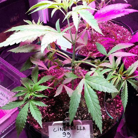 Cindy growlog timeline photo
