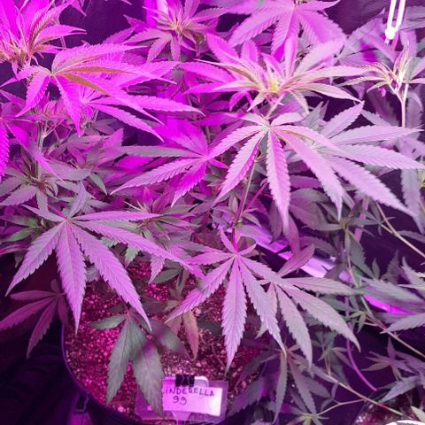 Cindy growlog timeline photo