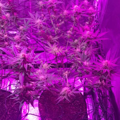 Cindy growlog timeline photo