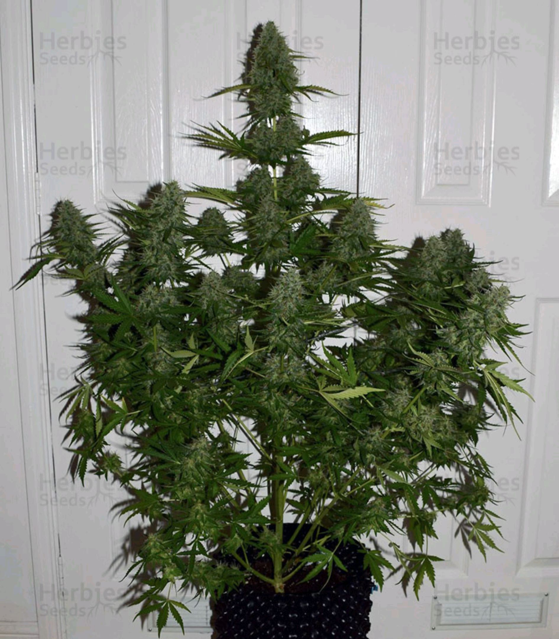 BcN Critical XXL Auto growlog header