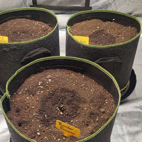 BcN Critical XXL Auto growlog photo