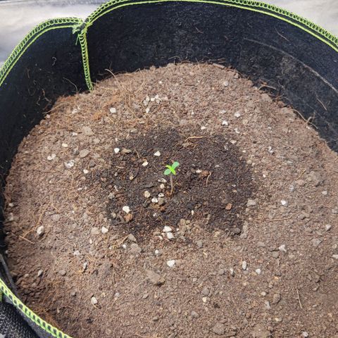 BcN Critical XXL Auto growlog photo