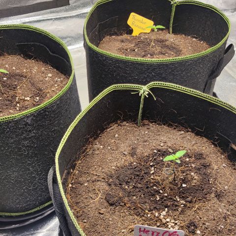 BcN Critical XXL Auto growlog photo