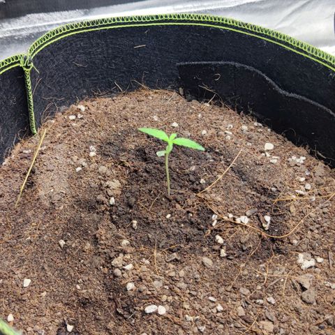 BcN Critical XXL Auto growlog photo