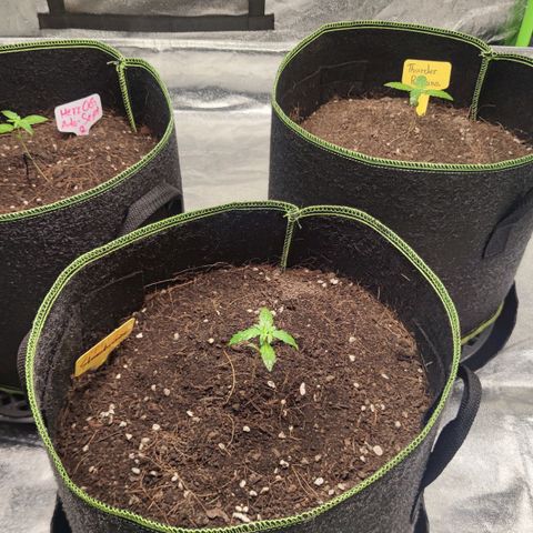 BcN Critical XXL Auto growlog timeline photo