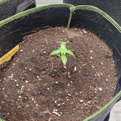 BcN Critical XXL Auto growlog timeline photo