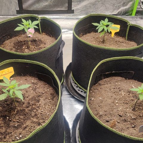 BcN Critical XXL Auto growlog timeline photo