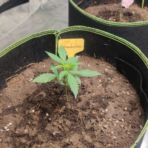 BcN Critical XXL Auto growlog timeline photo