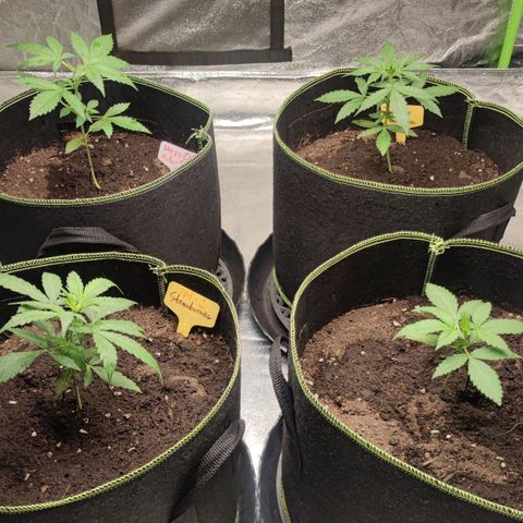 BcN Critical XXL Auto growlog photo: Yellow tag - BcN Critical XxL 🟡
White tag - Purple Punch ⚪