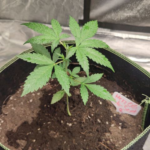 BcN Critical XXL Auto growlog photo: Yellow tag - BcN Critical XxL 🟡
White tag - Purple Punch ⚪