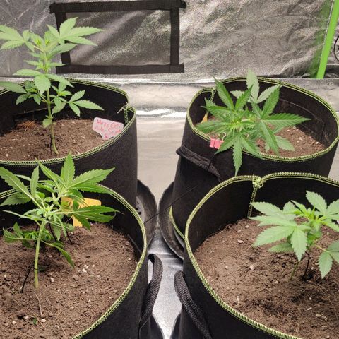 BcN Critical XXL Auto growlog photo: Lst training 