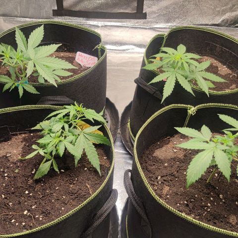 BcN Critical XXL Auto growlog photo: Lst training 