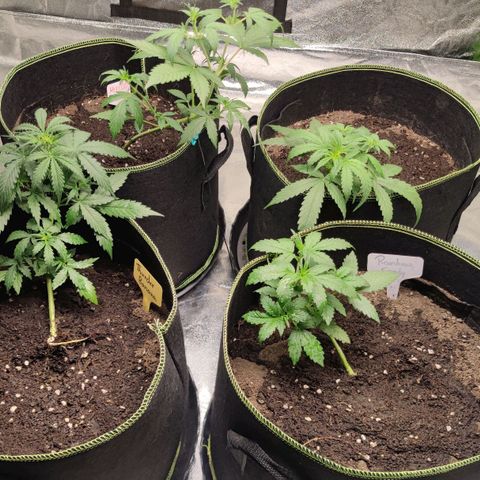 BcN Critical XXL Auto growlog timeline photo