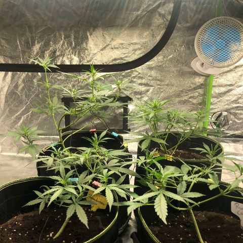 BcN Critical XXL Auto growlog timeline photo