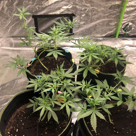 BcN Critical XXL Auto growlog timeline photo