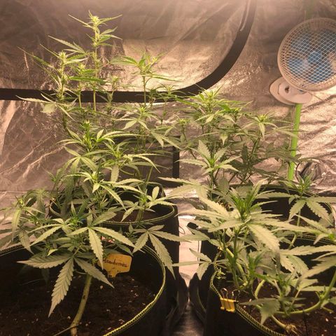 BcN Critical XXL Auto growlog timeline photo