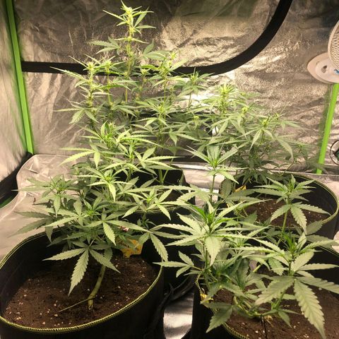 BcN Critical XXL Auto growlog timeline photo
