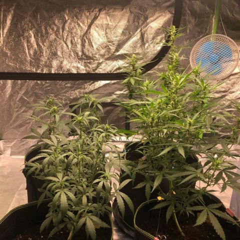 BcN Critical XXL Auto growlog timeline photo