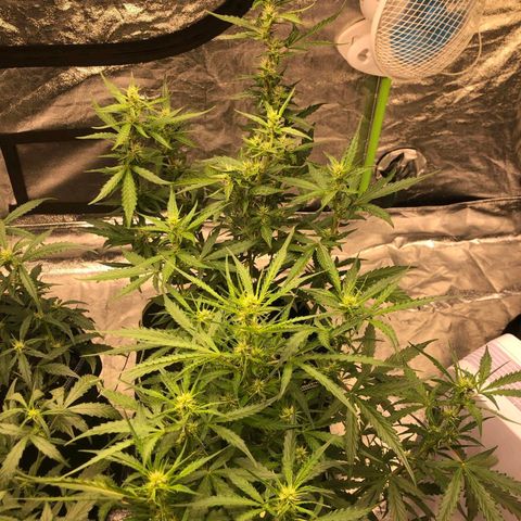 BcN Critical XXL Auto growlog timeline photo