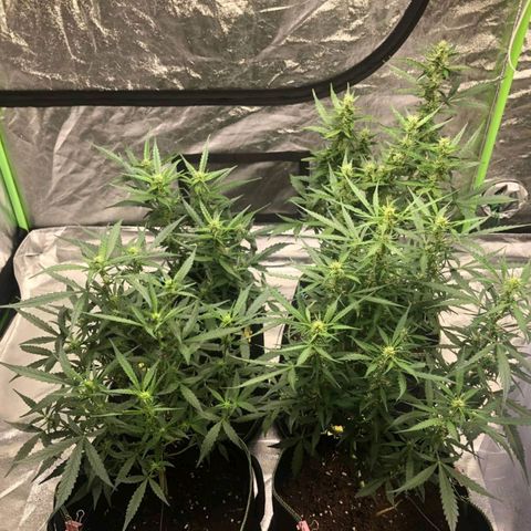 BcN Critical XXL Auto growlog timeline photo