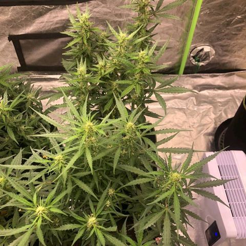 BcN Critical XXL Auto growlog timeline photo