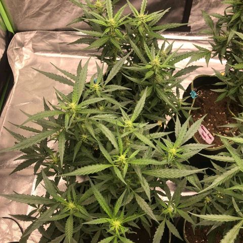 BcN Critical XXL Auto growlog timeline photo