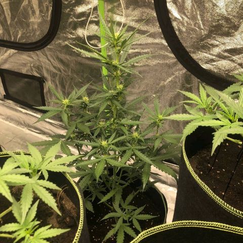 BcN Critical XXL Auto growlog timeline photo