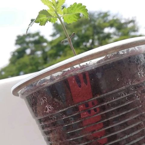 Og Kush🍁 growlog timeline photo