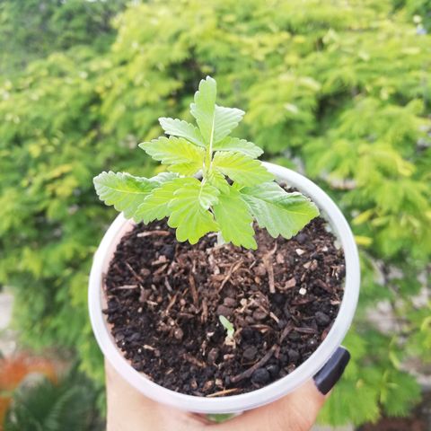 Og Kush🍁 growlog timeline photo