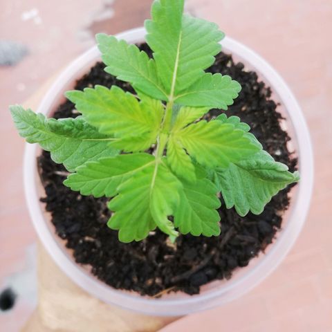 Og Kush🍁 growlog timeline photo