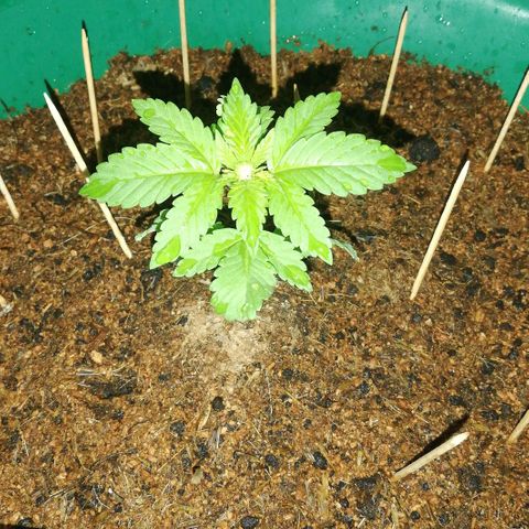 Og Kush🍁 growlog photo: 🤤