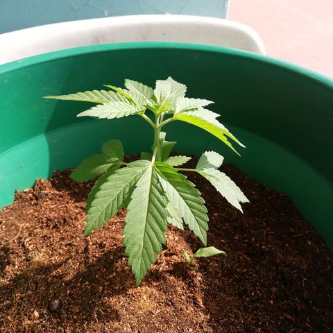 Og Kush🍁 growlog photo: 🥺🍁