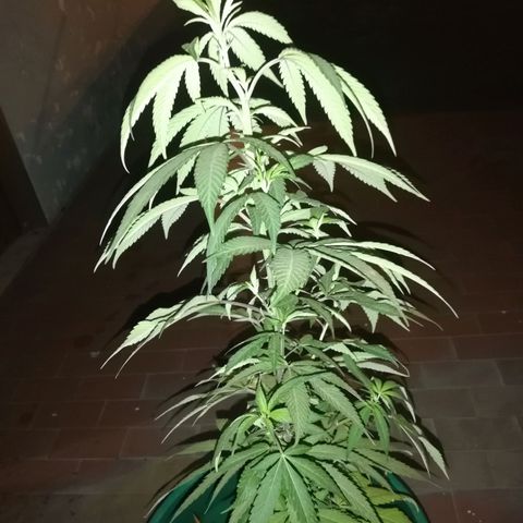 Og Kush🍁 growlog timeline photo